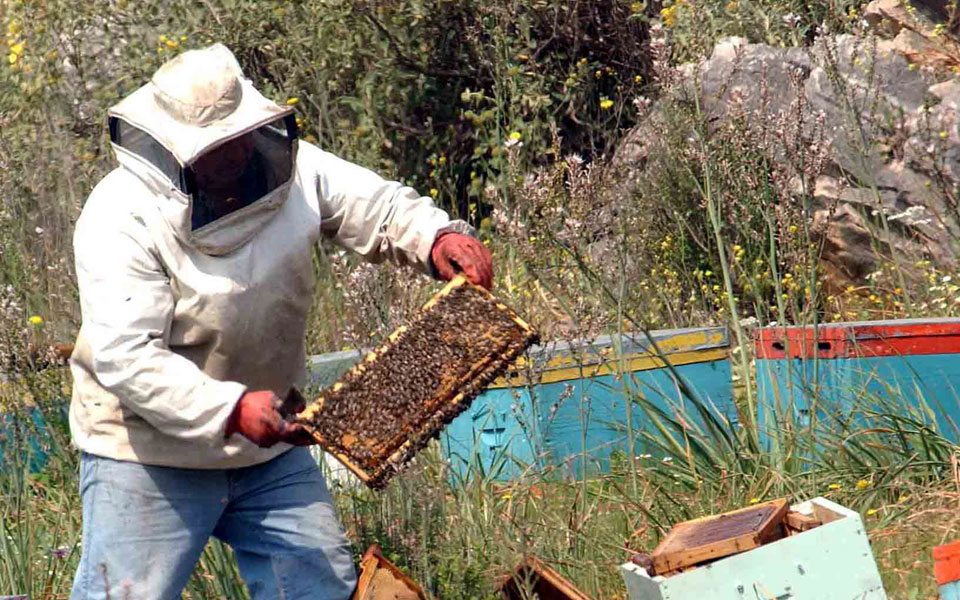 συναγερμός-για-τις-δηλητηριάσεις-μελ-2079884