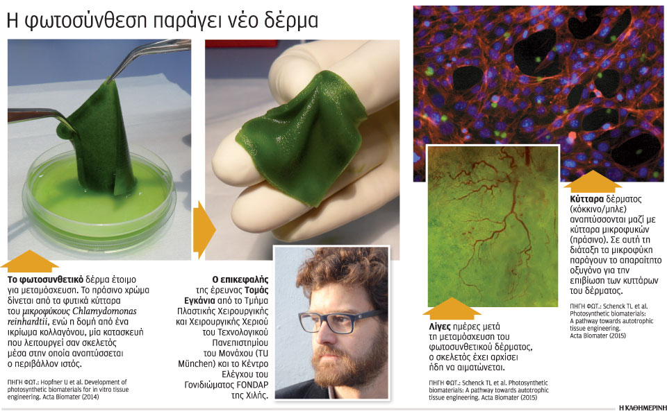 φύκια-για-την-επούλωση-τραυμάτων-2077722