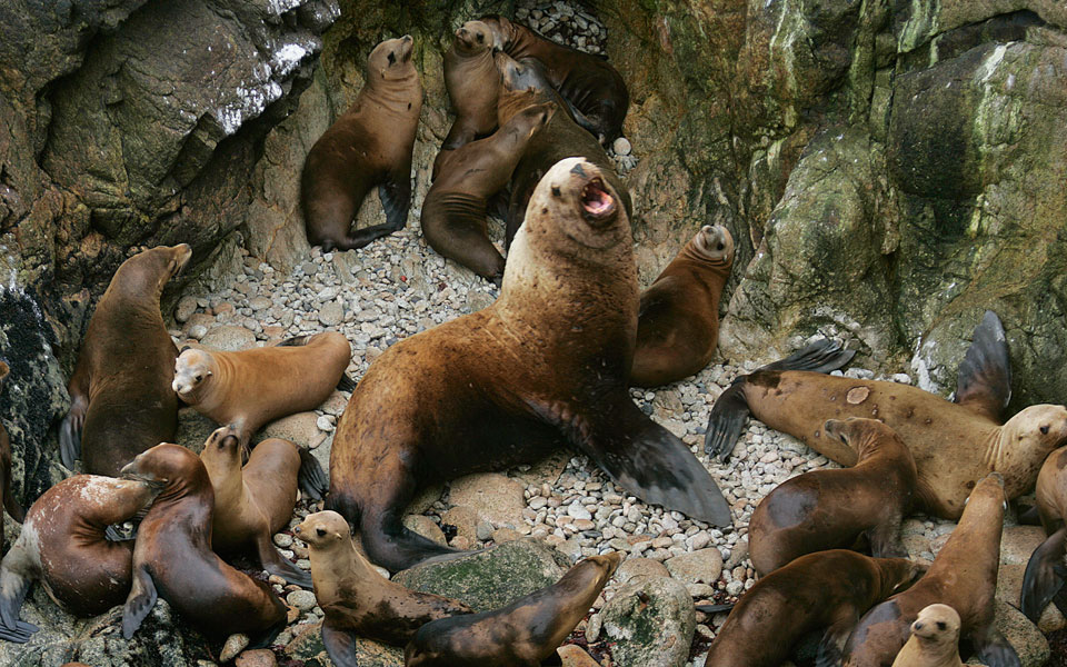 χιλιάδες-θαλάσσια-λιοντάρια-εξώκειλ-2076948