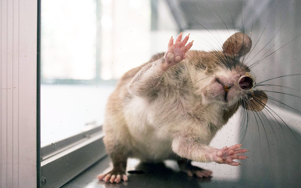 αρουραίοι-ήρωες-2082196