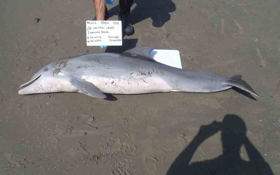 η-διαρροή-πετρελαίου-υπεύθυνη-για-τα-ν-2084467