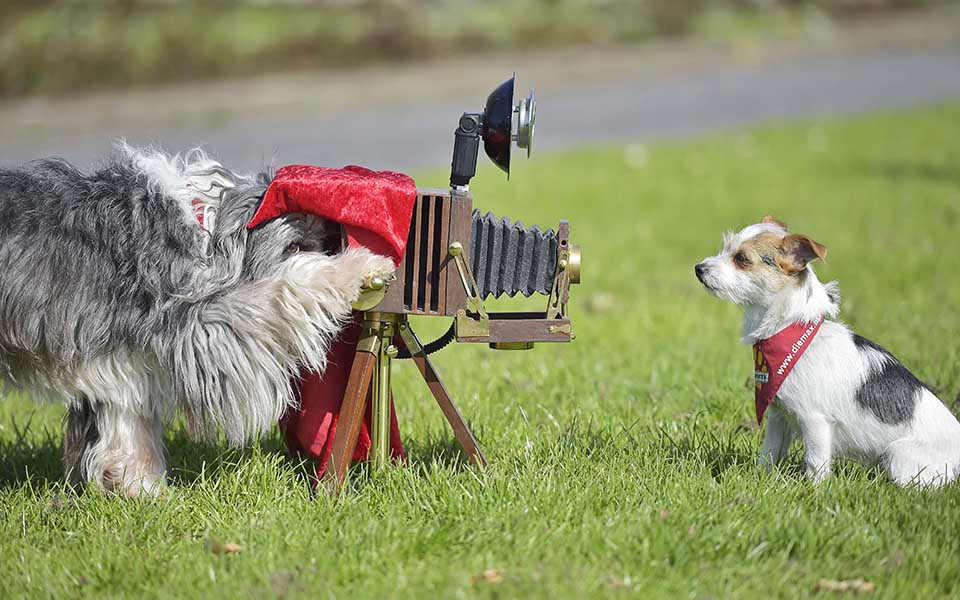 τομ-τομ-και-τζο-τζο-2083343