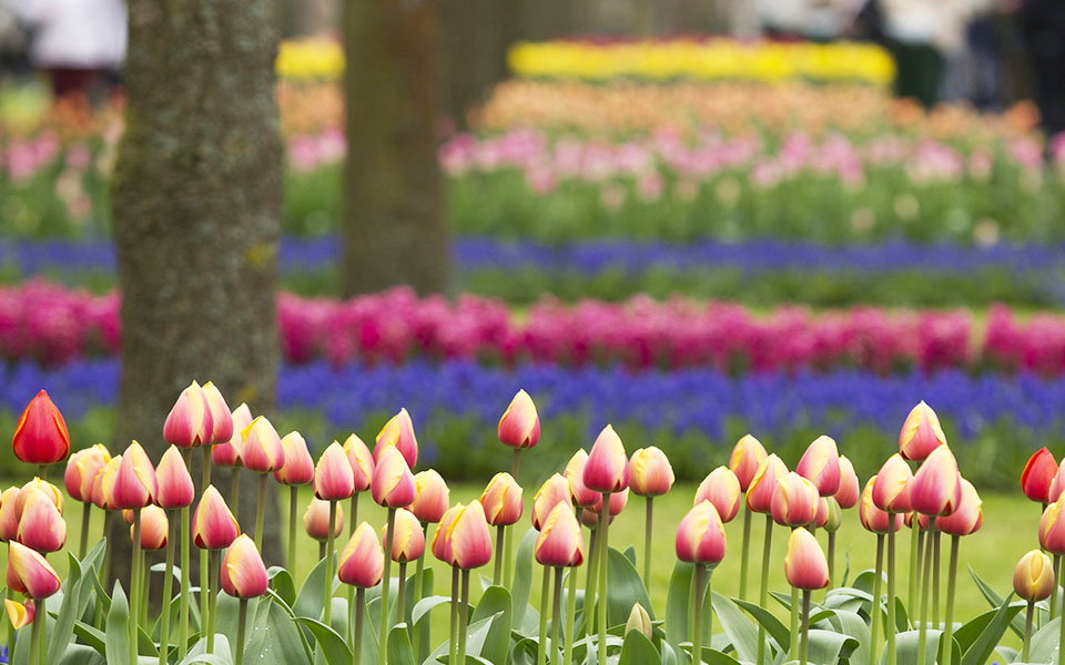 ο-μεγαλύτερος-ανθόκηπος-του-κόσμου-2082581
