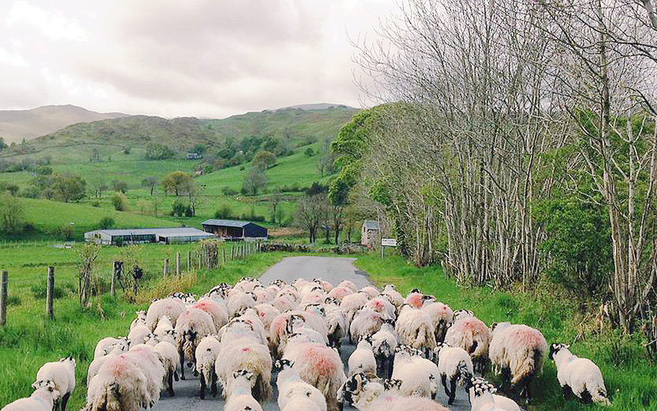 η-οξφόρδη-τα-πρόβατα-το-twitter-2086645