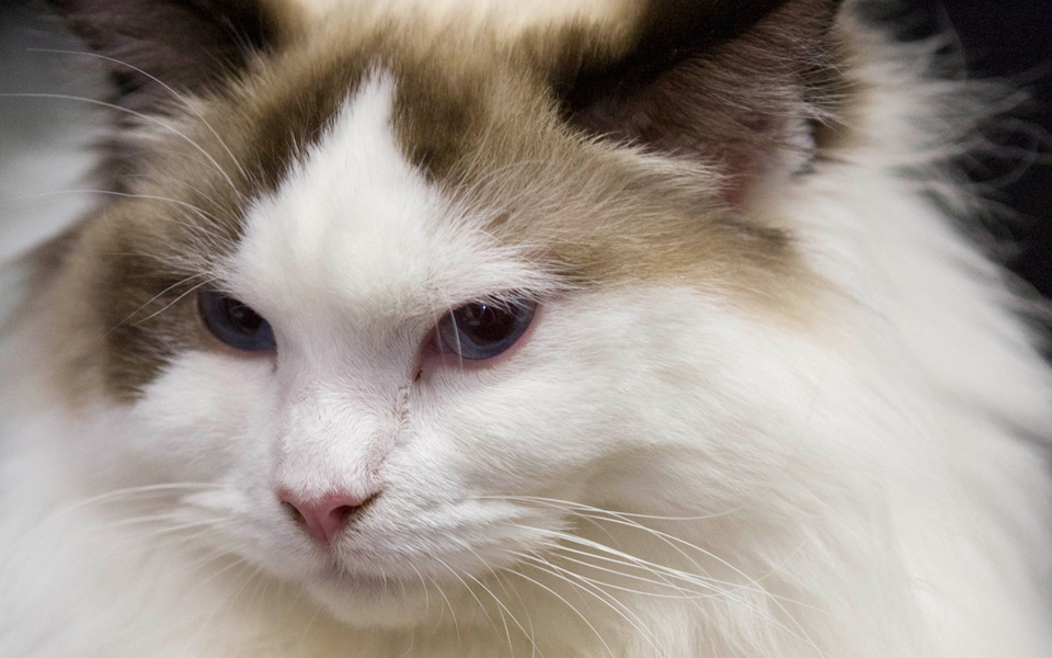 q-a-τα-πλεονεκτήματα-της-σχιστής-κόρης-2089354