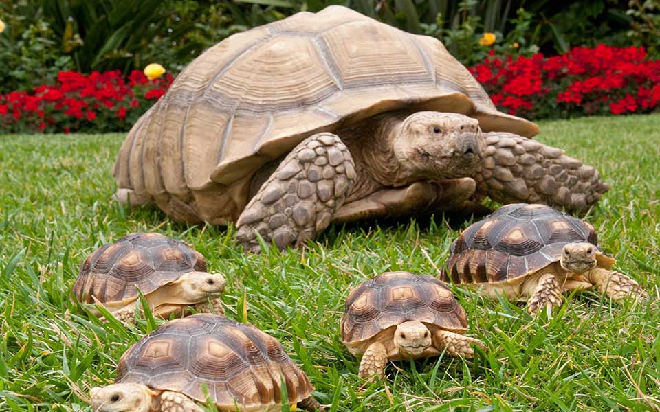 καρεττίστας-και-τορτουχίτας-2086666