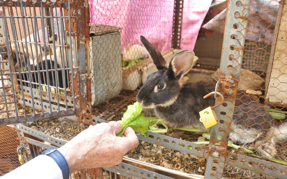 μία-κουνελοχώρα-ξεφύτρωσε-στην-καρ-2090457