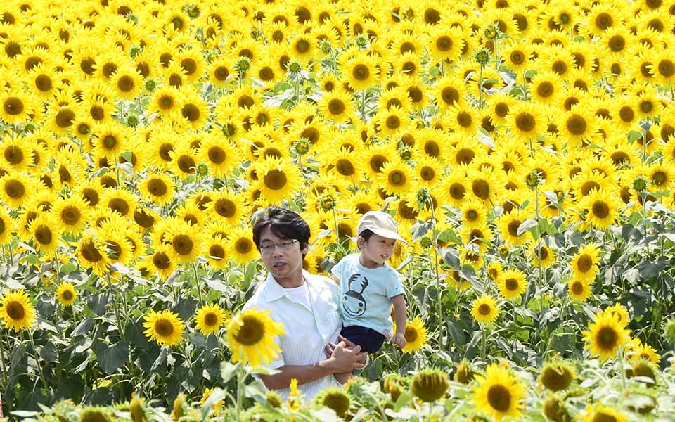 η-γιορτή-των-ηλιοτροπίων-2095565