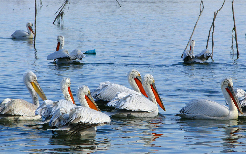 αποικία-απειλούμενων-ειδών-πελεκάνω-2095204