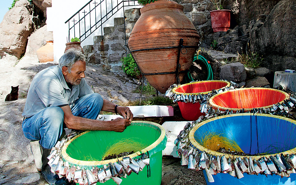 συκαμιά-λέσβος-στης-γοργόνας-τα-νερ-2091968