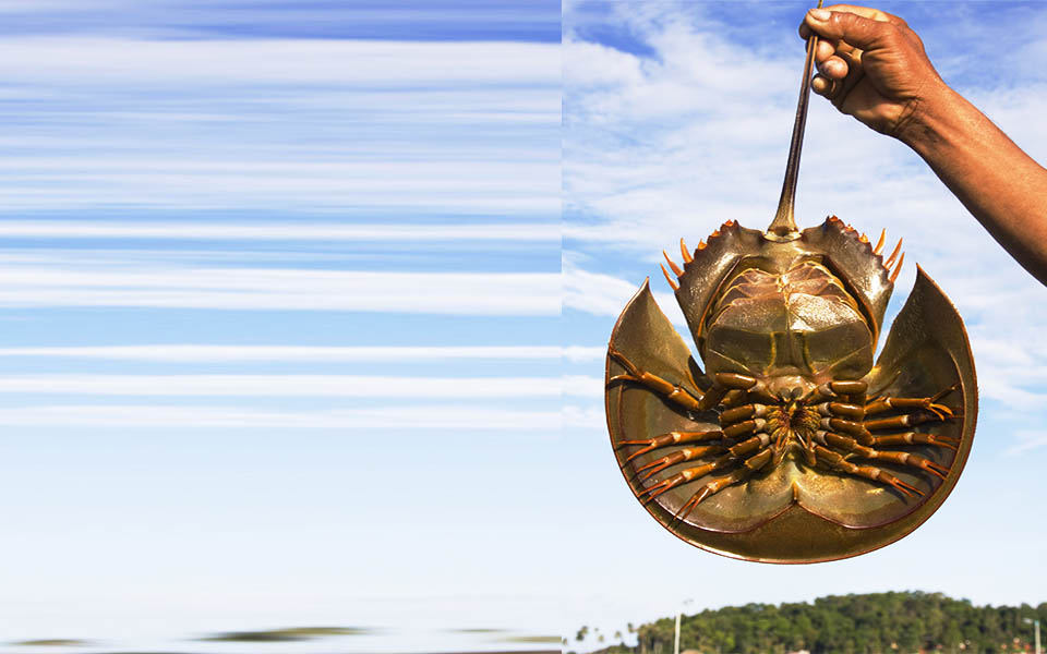 προϊστορικά-πλάσματα-ζουν-ανάμεσά-μα-2095716