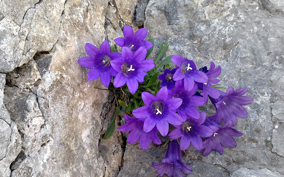 του-ενός-ευρώ-τα-γιασεμιά-2091115