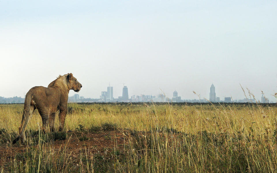 το-κυνήγι-προστατεύει-την-άγρια-ζωή-2097255