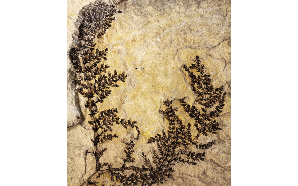 monsechia-vidalii-το-αρχαιότερο-άνθος-στη-γη-2097804