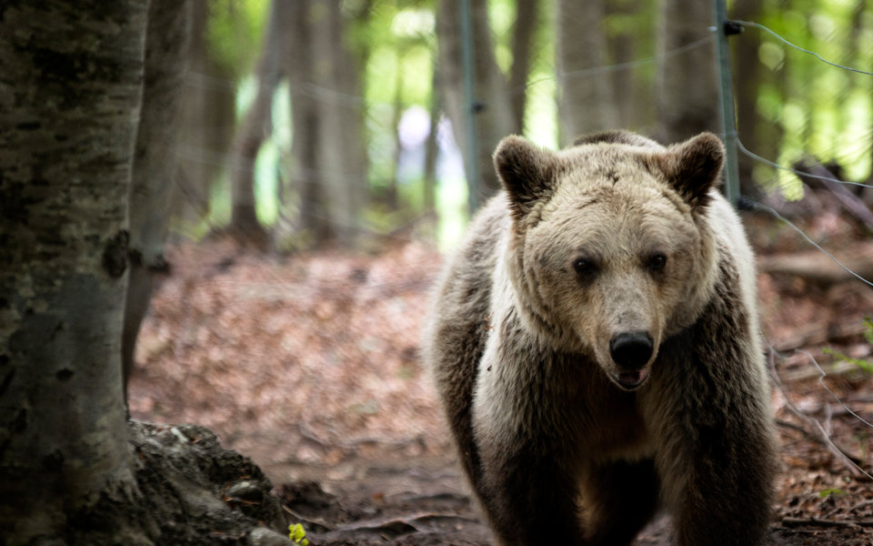 οι-αρκούδες-δεν-μας-ανήκουν-2099133