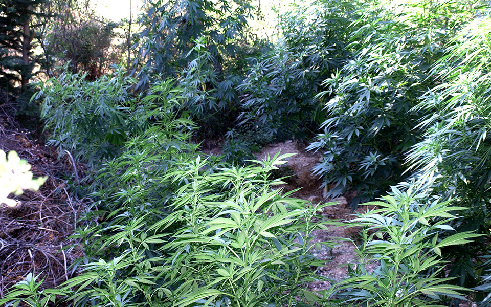 πυροβολισμοί-κατά-αστυνομικών-σε-χασ-2096994