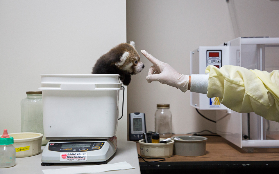 τα-μικρά-κόκκινα-πάντα-εκπέμπουν-sos-2099155