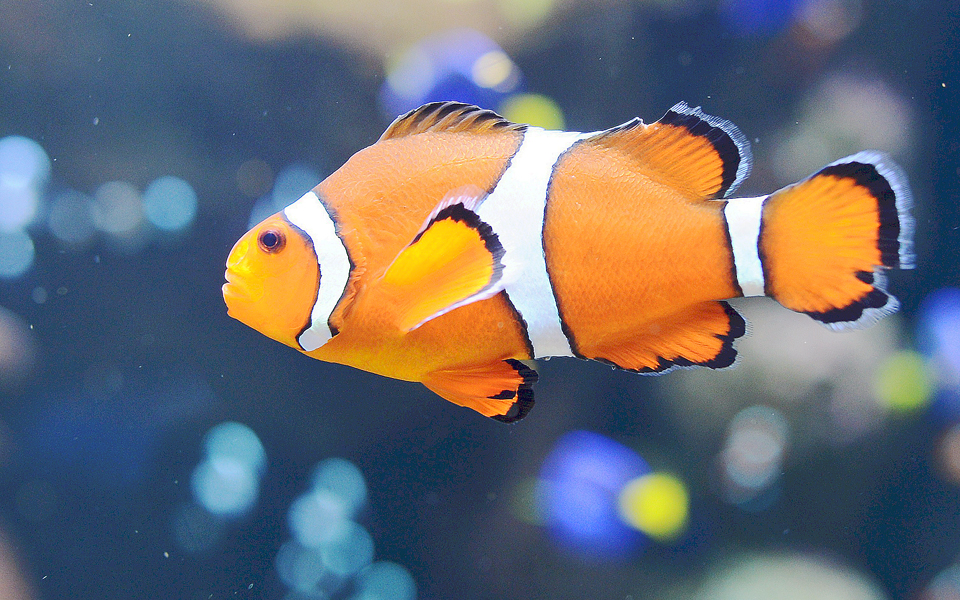 οι-αστακοί-απεχθάνονται-τα-ζεστά-νερά-2100050