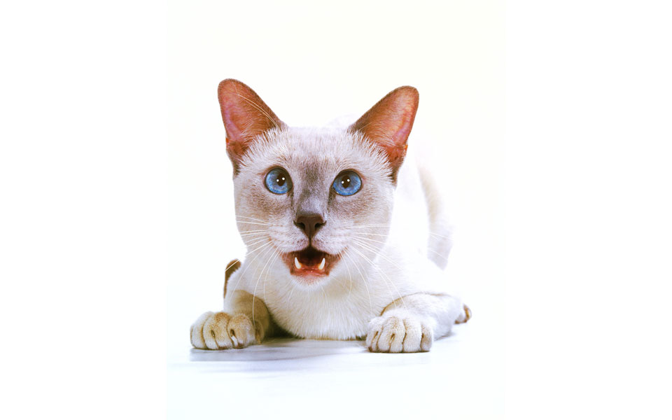 walter-chandoha-φωτογραφίζοντας-γάτες-επί-επτά-δε-2102497