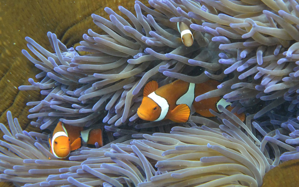 οι-ωκεανοί-αδειάζουν-από-ζωή-2101776