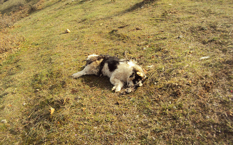 μαζική-δηλητηρίαση-ζώων-στον-εβρο-2103781