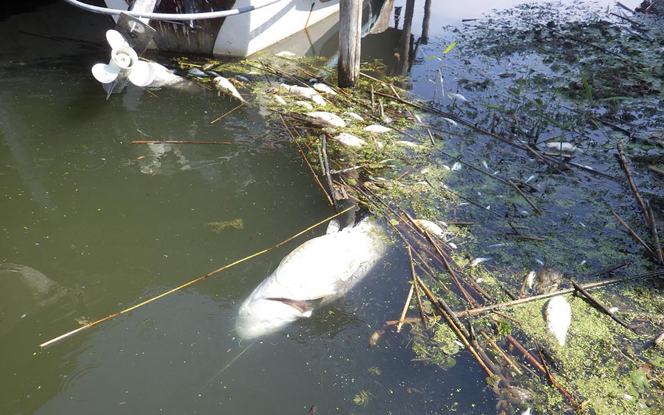 εκατοντάδες-ψάρια-εντοπίστηκαν-ξεβρ-2103088