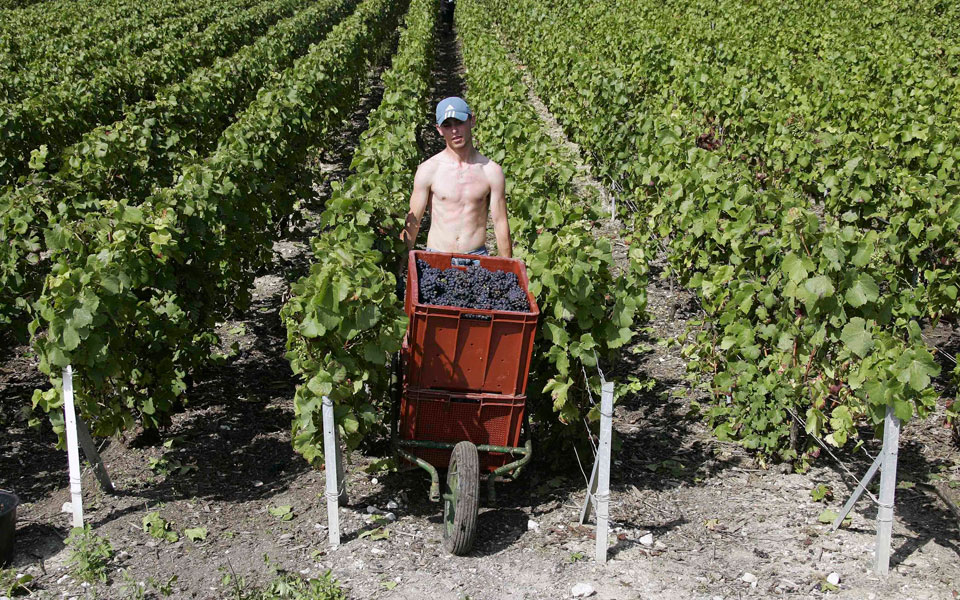 οινοπαραγωγοί-αναζητούν-ανθεκτικό-σ-2101612