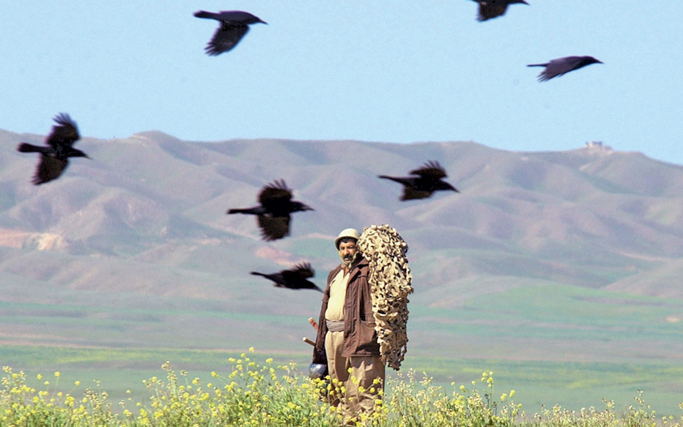 μελετούν-τις-αντιδράσεις-των-κοράκων-2105464