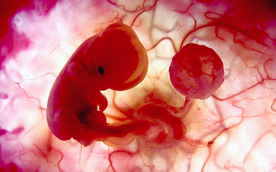 δημιουργία-εμβρύων-στο-εργαστήριο-2106546