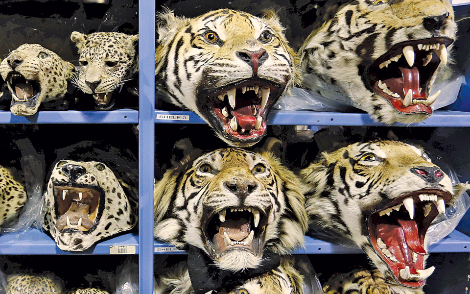 η-άγρια-πανίδα-σε-κίνδυνο-2107530