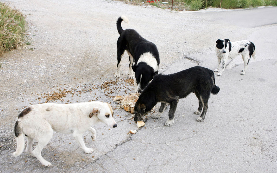 δράσεις-του-δήμου-αθηναίων-για-τα-αδέσ-2104376