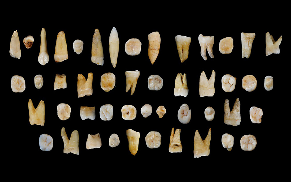 απολιθώματα-δοντιών-ανατρέπουν-τα-δε-2106054