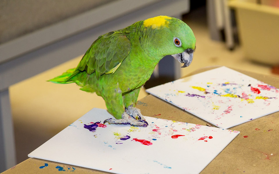 ζώα-καλλιτέχνες-2106220