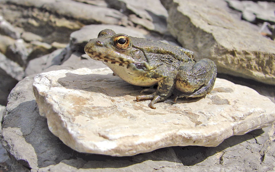 βάτραχοι-κανίβαλοι-δεν-της-άρεσε-το-τ-2109478