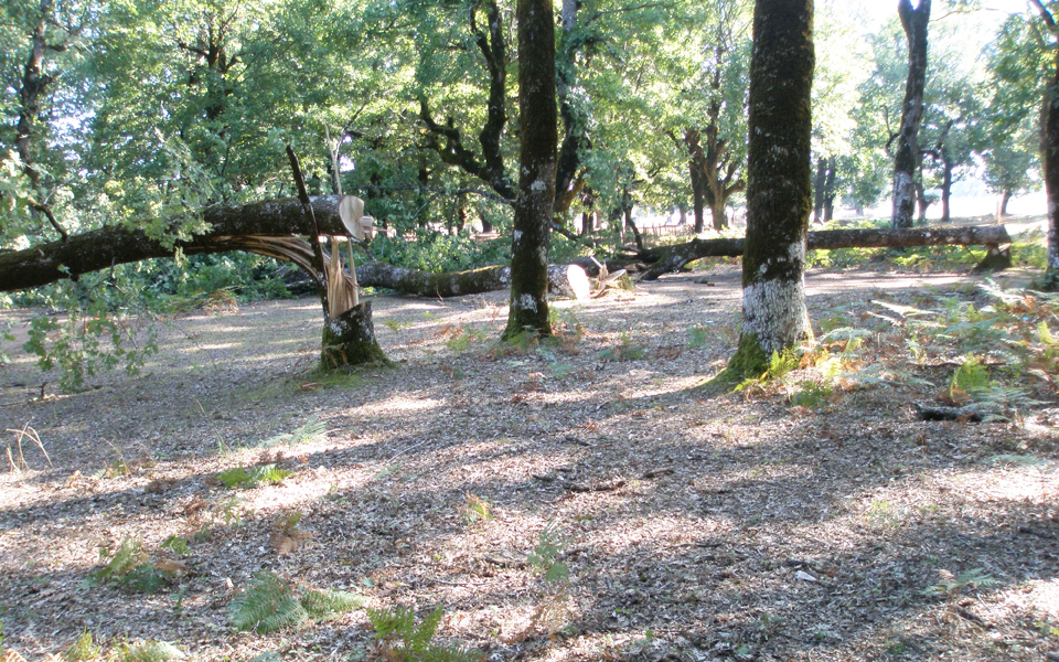 σιγά-σιγά-εξαφανίζουν-τα-αιωνόβια-δέν-2110337