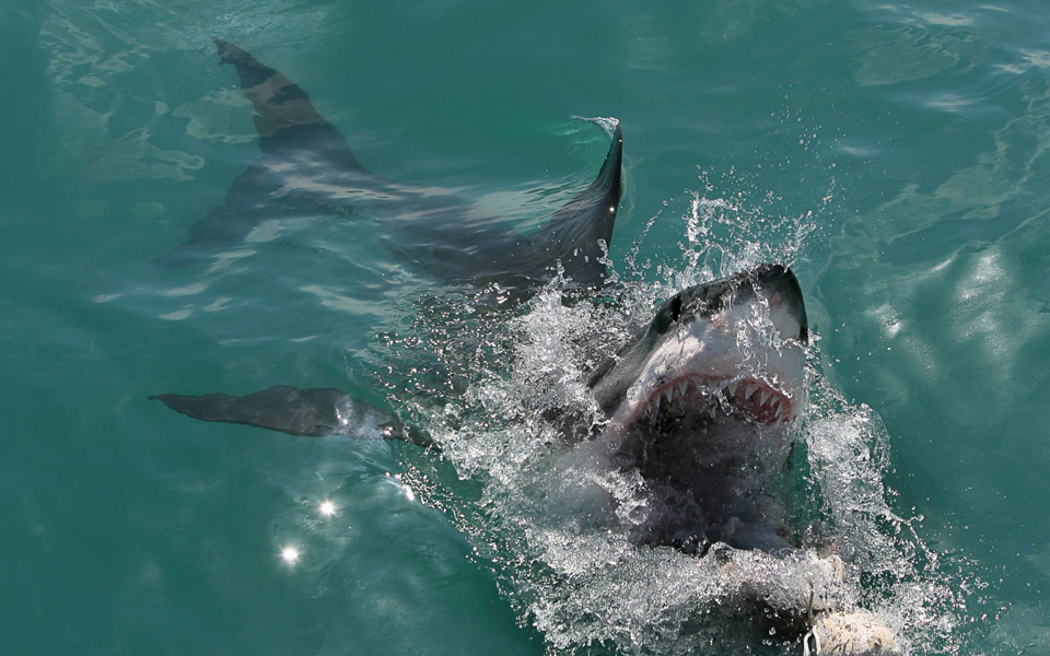 κέιπ-τάουν-στα-σαγόνια-του-λευκού-καρχ-2112173