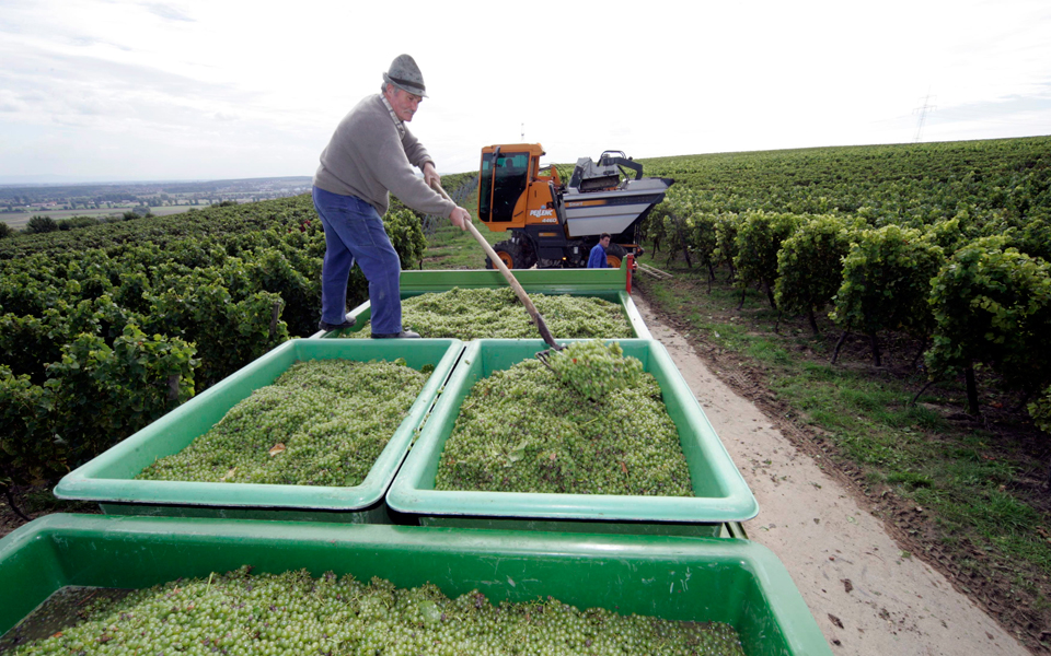 μάιντς-το-γερμανικό-μπορντό-2109340