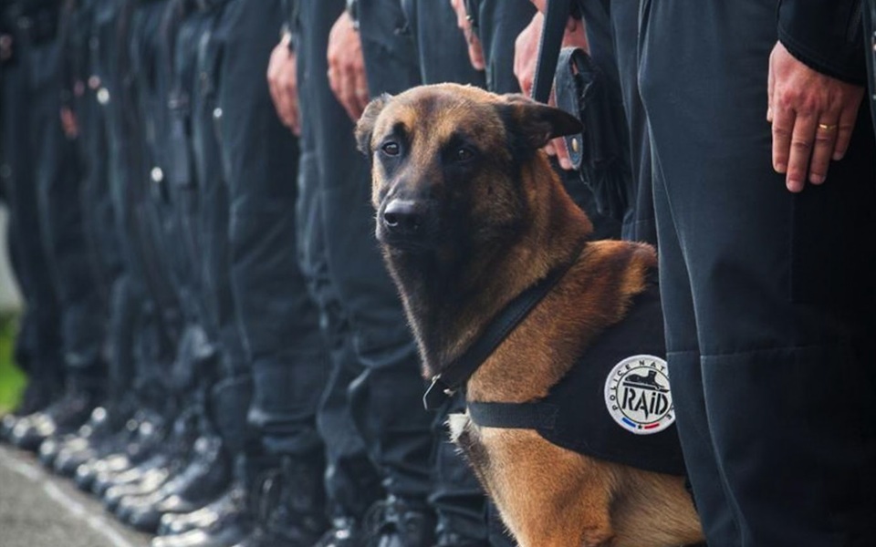 η-ντιζέλ-το-βελγικό-λυκόσκυλο-έπεσε-2110925