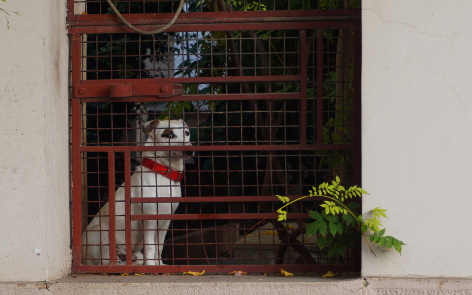 το-βλέμμα-ενός-αθηναίου-σκύλου-σε-έναν-2111194