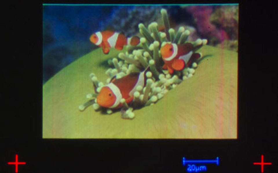 ρεκόρ-γκίνες-για-την-εκτύπωση-της-μικρ-2114866