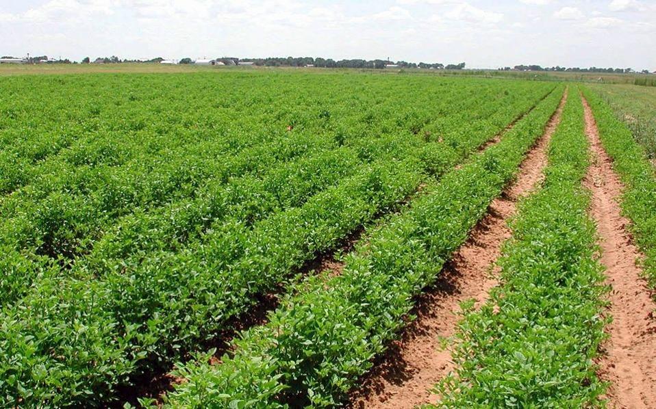 κάπροι-από-τα-μέγαρα-και-λοιπές-πατέν-2113299