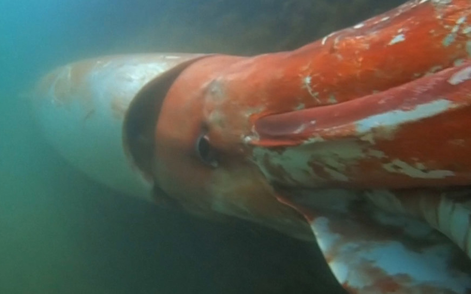 ιαπωνία-γιγαντιαίο-καλαμάρι-εντοπίσ-2116417