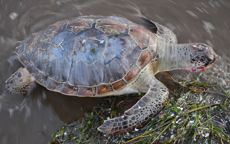 h-ελλάδα-στο-ευρωδικαστήριο-για-την-caretta-car-2115156