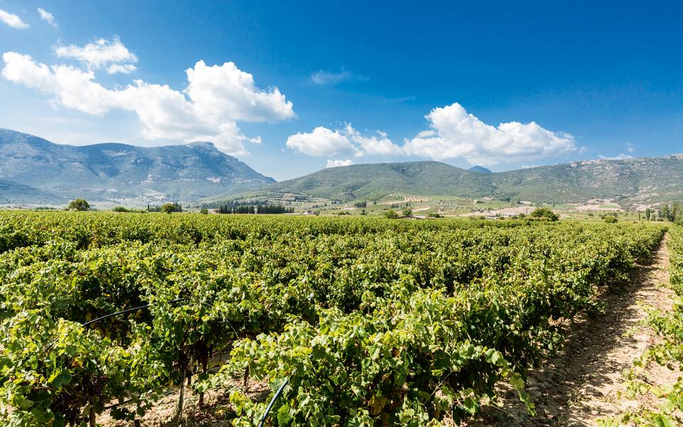 βιολογικέs-σταφίδεs-υπό-σκιάν-2114452