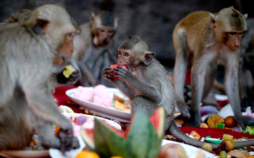 μαϊμούδες-ευχαριστούμε-2113511