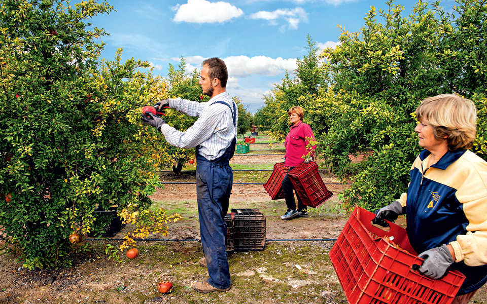 ρόδια-με-μέλλον-2114917