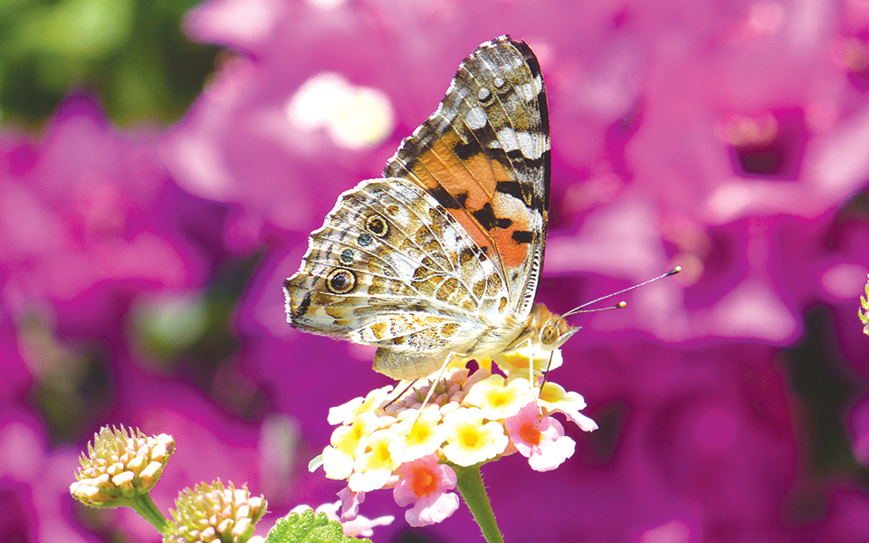 kυνηγώντας-τις-πεταλούδες-2116666