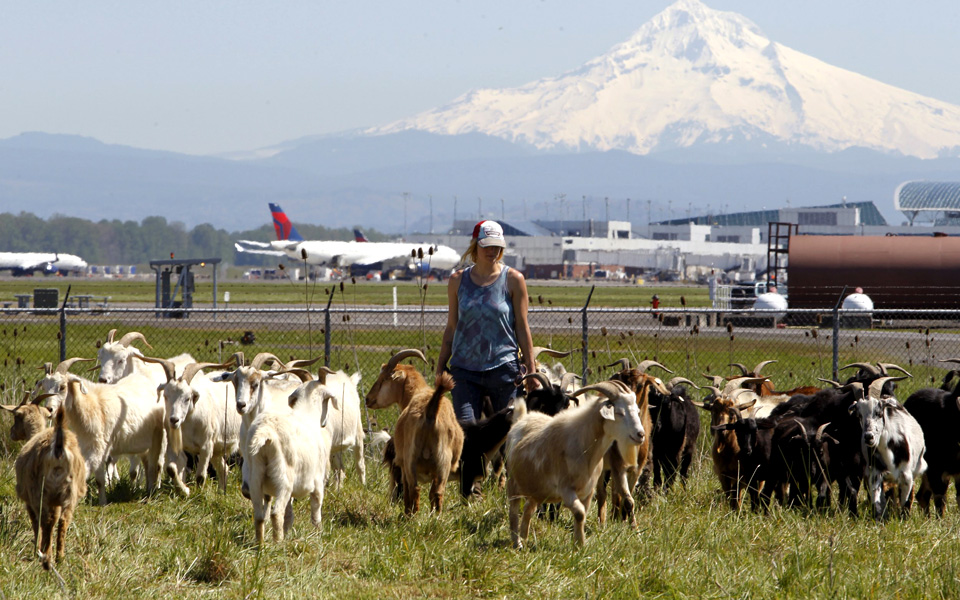 ζητείται-τετράποδος-υπάλληλος-2114882