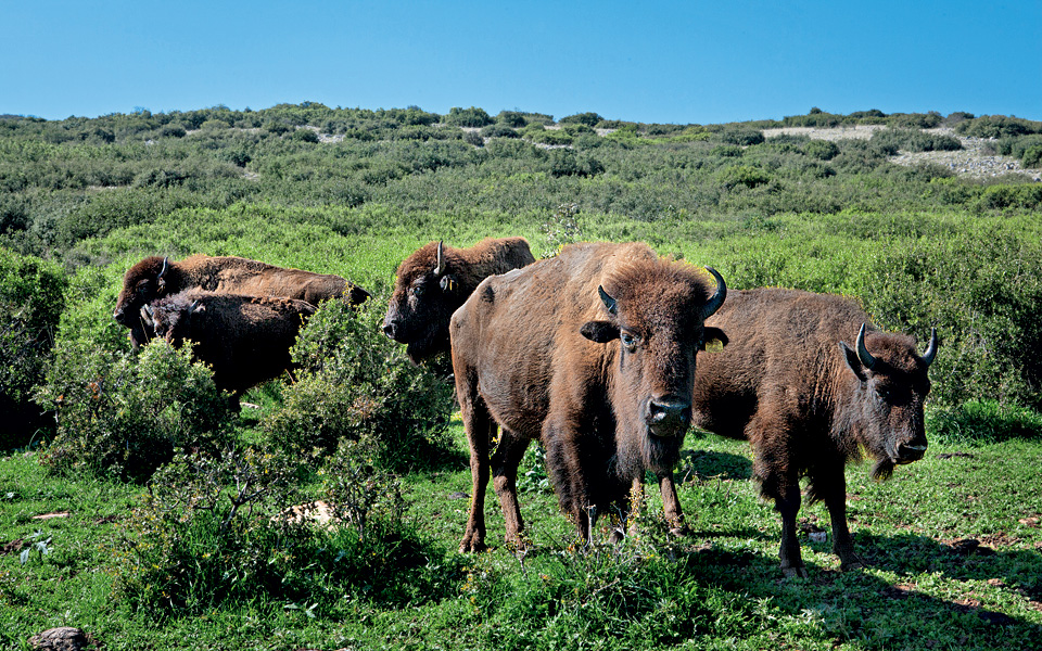 βίσονες-made-in-larissa-2114436