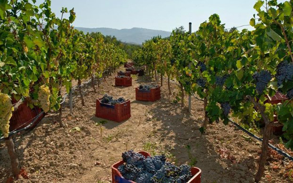 αυξημένες-οι-κρατήσεις-αγροτουρισμο-2119382